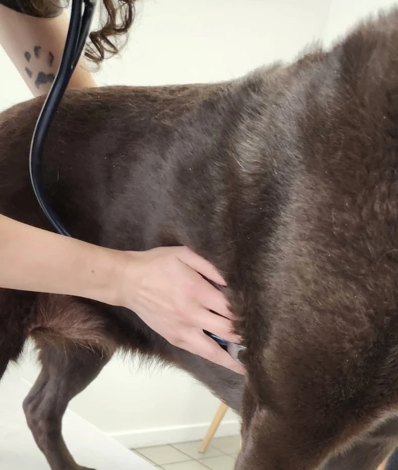 Dr. Fanny Maaroufi, vétérinaire à domicile, en intervention sur un chien à Boulay-Moselle