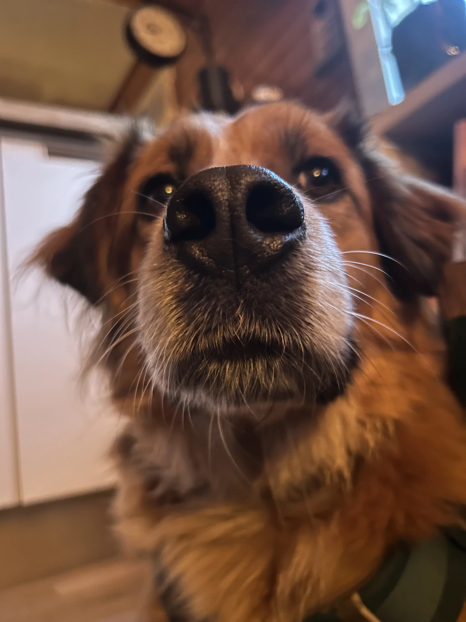 Dr. Fanny Maaroufi, vétérinaire à domicile, en intervention sur un chien dans la ville de Saint-Avold