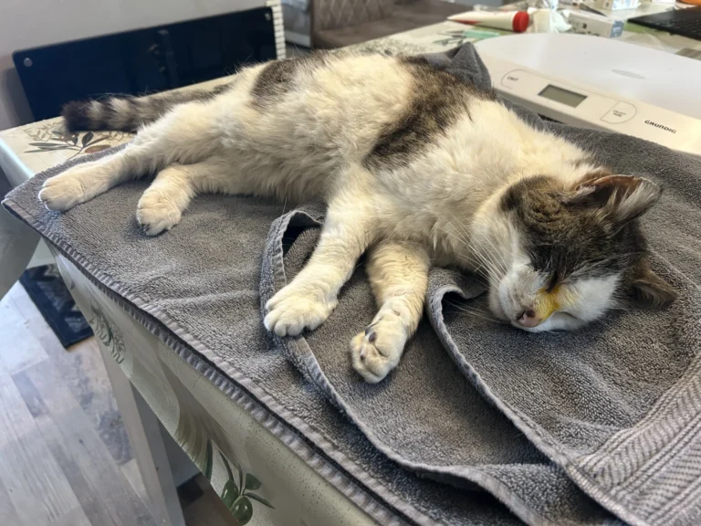 Retrait d’épillets chez un chat à Saint-Avold