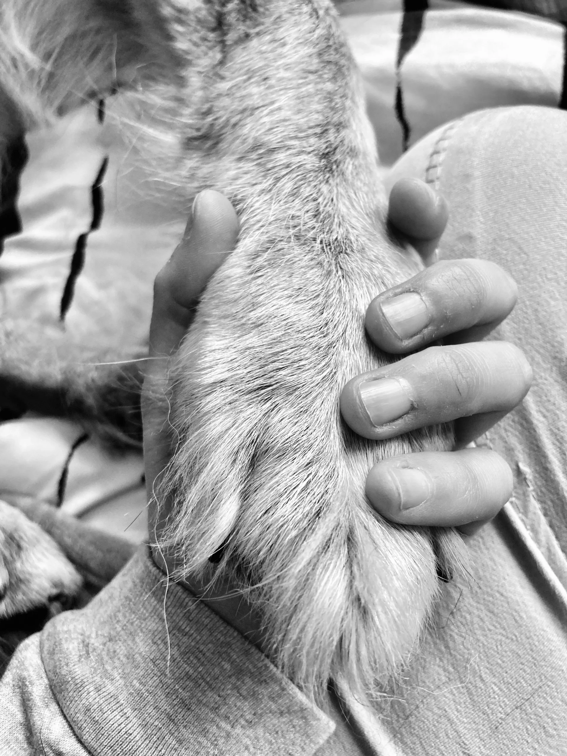 Dr Fanny Maaroufi tenant la patte d'un chien lors d'une procédure de fin de vie à domicile